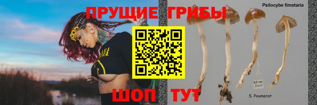Галлюциногенные грибы Psilocybe Сертолово